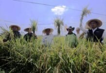 Turut Dihadiri Prabowo, Panen Raya Padi Serentak di 14 Provinsi