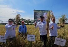 Bupati dan Wakil Bupati Tangerang Ikuti Panen Padi Serentak di 14 Provinsi, Capai Target Optimal