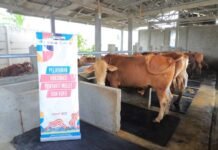 Jelang Iduladha, Pemkot Tangerang Vaksinasi Ratusan Ternak dan Gratis