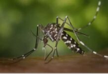 Pondok Aren Jadi Kasus Tertinggi DBD di Tangsel, Dinkes Imbau Lakukan 3M Plus