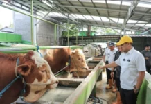 Pilar Pantau Langsung Sapi Kurban Milik Presiden Prabowo di Tangsel yang Beratnya 1 Ton