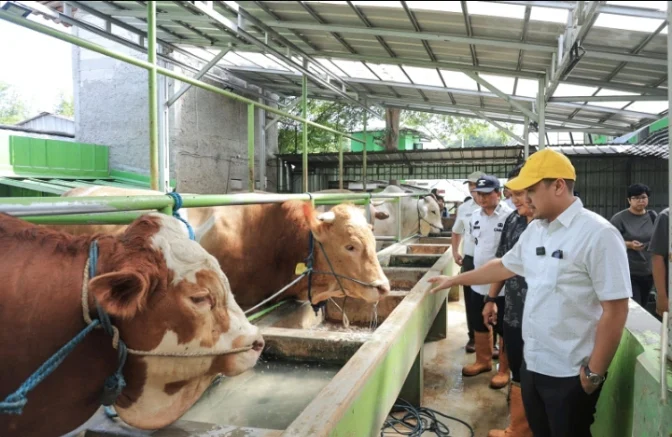 PILAR - SAPI PRABOWO