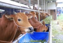 Jelang Idul Adha 1446 H, DKP Kota Tangerang BerikanTips Memilih Hewan Kurban Terbaik