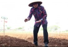 Bupati dan Unsur Forkopimda Tanam Jagung Hibrida di Kampung Batu Tunggul Sukatani