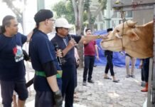 Pastikan Kualitas dan Distribusi Kurban, Wali Kota Tangerang Tinjau Langsung Proses Penyembelihan