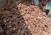 Produksi Komoditas Palawija di Kabupaten Lebak Capai 4.453 ton