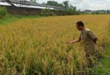 Inpari 32 Jadi Andalan Kabupaten Lebak Wujudkan Swasembada Pangan Inpari 32 Jadi Andalan Kabupaten Lebak Wujudkan Swasembada Pangan