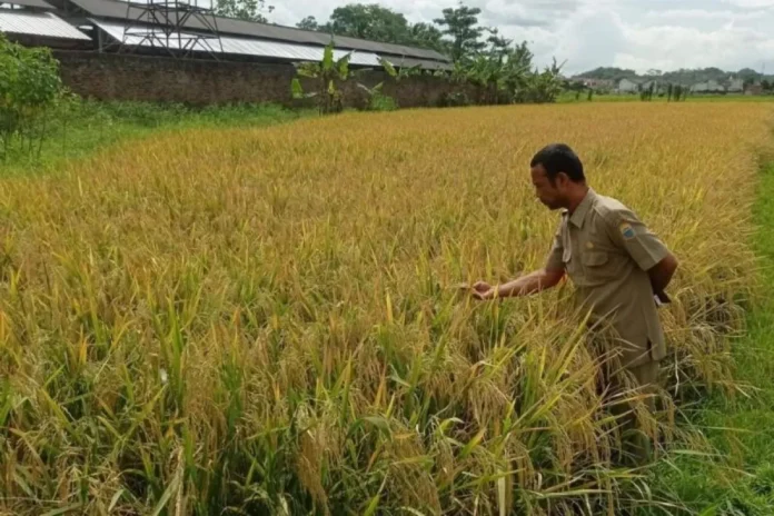 Inpari 32 Jadi Andalan Kabupaten Lebak Wujudkan Swasembada Pangan