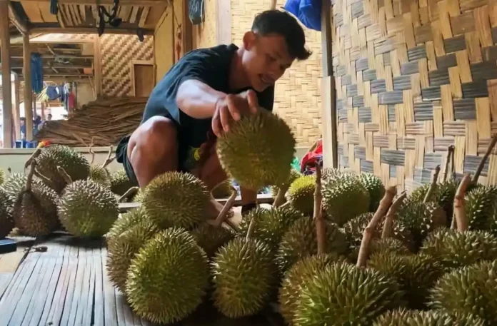 IMG-20251020-WA0118 Musim Durian Baduy, Saat Wisata dan Ekonomi Warga Mekar Bersama