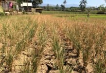 Pemerintah Tangerang Waspadai Gagal Panen, Cuaca Jadi Tantangan Utama Pemerintah Tangerang Waspadai Gagal Panen, Cuaca Jadi Tantangan Utama