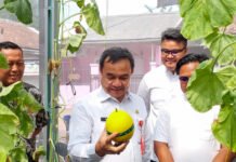 Anak Muda Tangerang Kembangkan Melon Hidroponik, Sekda Soma Beri Apresiasi