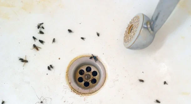 Kamar Mandi Diserbu Serangga Kecil? Coba 4 Ramuan Alami Ini