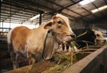 Peternak Lokal Jadi Andalan, Lebak Pastikan Daging Sapi Cukup Saat Nataru