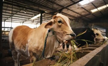 Peternak Lokal Jadi Andalan, Lebak Pastikan Daging Sapi Cukup Saat Nataru