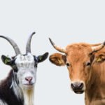 Temuan Lapangan: Hewan Kurban Tanpa Surat dan Berisiko Penyakit Mulai Beredar di Banten