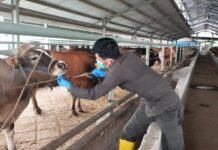 Banten Krisis Pasokan Hewan Kurban, 80 Persen Masih Didatangkan dari Luar Daerah