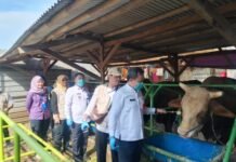Tak Penuhi Standar Kesehatan, Hewan Kurban di Kabupaten Tangerang Dilarang Dijual