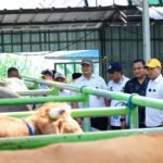 Ribuan Hewan Kurban Mulai Masuk Tangsel, Pemkot Waspadai Penyakit Menular
