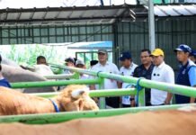 Ribuan Hewan Kurban Mulai Masuk Tangsel, Pemkot Waspadai Penyakit Menular