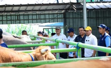 Ribuan Hewan Kurban Mulai Masuk Tangsel, Pemkot Waspadai Penyakit Menular