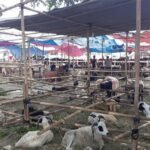 Modal Besar, Untung Besar? Pedagang Kurban Tangsel Bidik Omzet hingga Ratusan Juta Rupiah