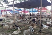 Modal Besar, Untung Besar? Pedagang Kurban Tangsel Bidik Omzet hingga Ratusan Juta Rupiah