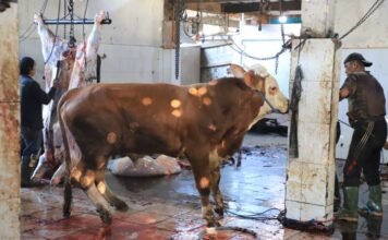 Tak Lagi Becek dan Bau, RPH Bayur Jadi Pilihan Baru Pemotongan Kurban di Kota Tangerang