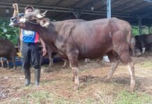 Harga Sapi Limosin Meledak Jelang Iduladha, Pedagang Tangsel Kebanjiran Pesanan