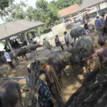 Diburu Jelang Iduladha, Harga Sapi Jumbo Tembus Ratusan Juta, Kambing Mulai Langka?