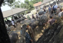 Diburu Jelang Iduladha, Harga Sapi Jumbo Tembus Ratusan Juta, Kambing Mulai Langka?