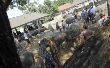 Diburu Jelang Iduladha, Harga Sapi Jumbo Tembus Ratusan Juta, Kambing Mulai Langka?