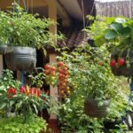 Lupakan Taman Berantakan! Konsep Botanical Bento Garden Jadi Rahasia Rumah Makin Instagramable
