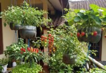 Lupakan Taman Berantakan! Konsep Botanical Bento Garden Jadi Rahasia Rumah Makin Instagramable