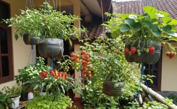 Lupakan Taman Berantakan! Konsep Botanical Bento Garden Jadi Rahasia Rumah Makin Instagramable