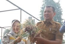 Panen Perdana Bawang Merah di Tangsel Bikin Takjub, Ternyata Bisa Produksi Umbi Jumbo
