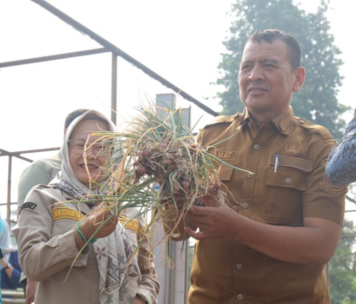 PANEN BAWANG BATU TANGSEL 03