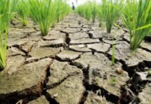Alarm untuk Petani! El Nino Diprediksi Picu Kekeringan di 15 Kecamatan Kabupaten Tangerang