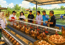 1.000 Ayam Petelur Jadi Mesin Ekonomi Desa, Tangerang Dorong Ketahanan Pangan dari Sepatan