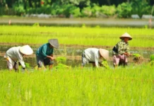 Demplot Padi Jadi Jalan Tangerang Tingkatkan Kemandirian Pangan