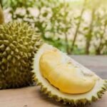 Bukan Musim Durian Biasa, Warga Sasahan Rela Tidur di Kebun Demi Kejar Cuan
