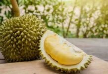 Bukan Musim Durian Biasa, Warga Sasahan Rela Tidur di Kebun Demi Kejar Cuan