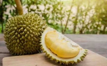 Bukan Musim Durian Biasa, Warga Sasahan Rela Tidur di Kebun Demi Kejar Cuan