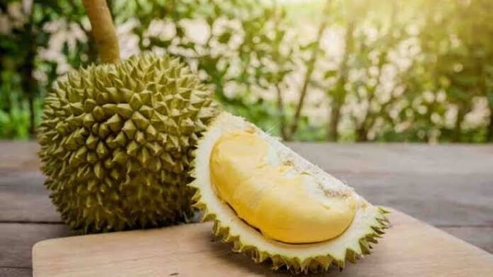 DURIAN SERANG 01