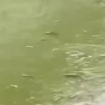 Bukan Langsung Soal Pencemaran, DLH Jelaskan Fenomena Ikan “Mabuk” di Cisadane