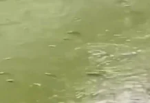 Bukan Langsung Soal Pencemaran, DLH Jelaskan Fenomena Ikan “Mabuk” di Cisadane