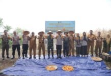 Panen Jagung di Batusari, Ketahanan Pangan Diperkuat