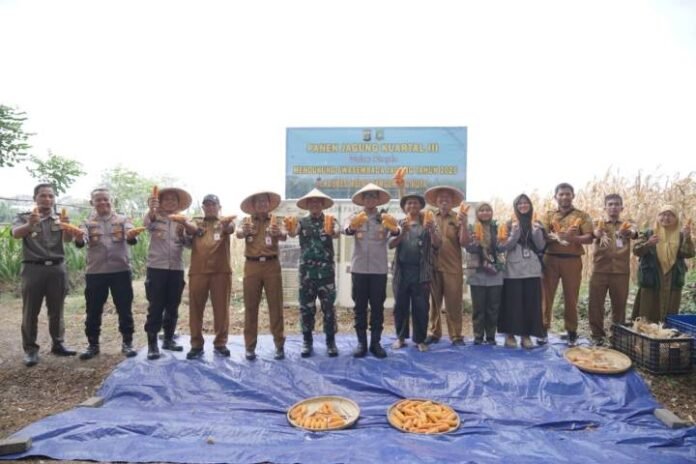 PANEN JAGUNG KOTA TANGERANG 01