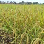 43 Hektare Sawah Terancam Puso, Pemkab Tangerang Siapkan Benih Darurat