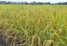 43 Hektare Sawah Terancam Puso, Pemkab Tangerang Siapkan Benih Darurat