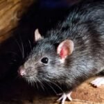 Tikus Berkeliaran di Rumah? Kamper Ternyata Bukan Solusi Utama